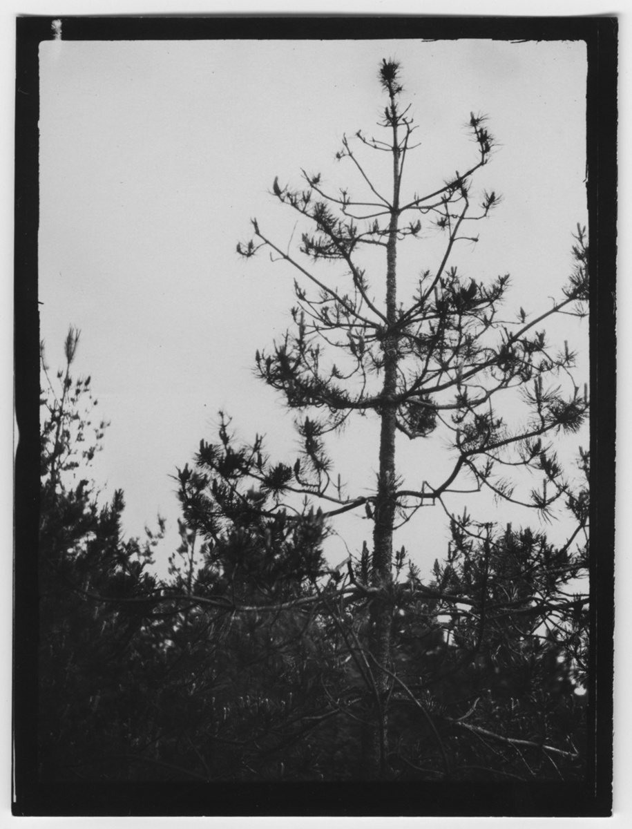 'Bild av bergtallstopp angripen av Myelophilus piniperda. Text på baksidan: ''Pinus uncinata skadade av Myelophilus piniperda.'' ::  :: Ingår i serie med fotonr. 2347-2399.'