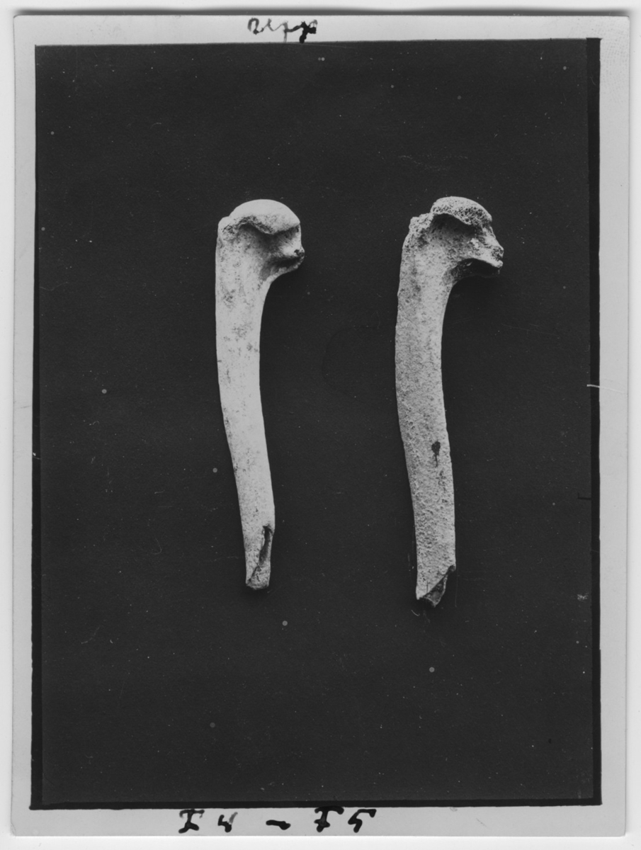 '2 ben av garfågel. :: Vänster humerus av garfågel. :: Coll.an 6022, Coll.an.6048. :: 1932-5719 :: Fotonr 3005:1-2 ligger på samma bild och neg. ::  ::  :: Ingår i serie med fotonr. 2984-3010, foton och teckningar på dront och garfågel bl.a.'
