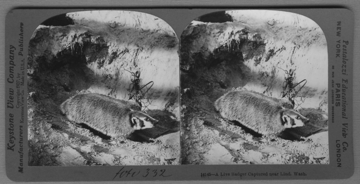 'Grävling, närbild. ::  :: ''14145 - A Live Badger captured near Lind. Wash.'' ::  :: Ingår i serie med fotonr. 315-422.'