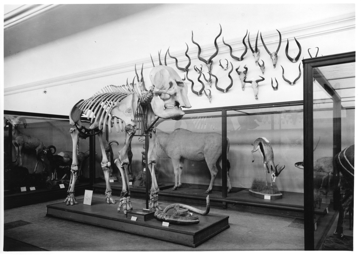 'Del av utställningen i däggdjurssalen med skelettet av indiska elefanten och i bakgrunden glasmontrar med diverse monterade däggdjur bl.a. springbock. På väggen bakom hänger diverse horn. ::  :: Gen.kat.nr. indiska elefanten är 1915-2636.'