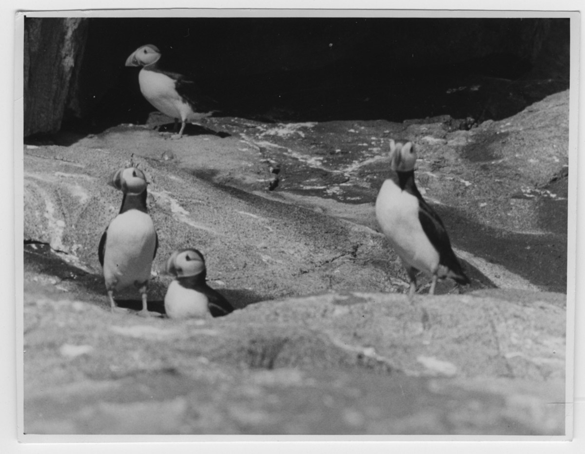 '4 st lunnefåglar på berghäll, i närbild. ::  :: Se serie med fotonr. 3726-3729.'