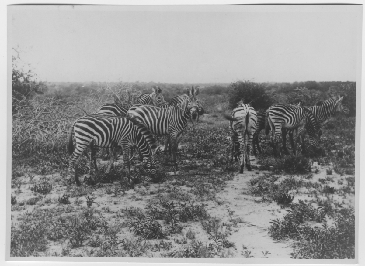 'ca 7 zebror i grupp, en del av dem med grimmor och rep. ::  :: Ingår i serie med fotonr. 4337-4348.'