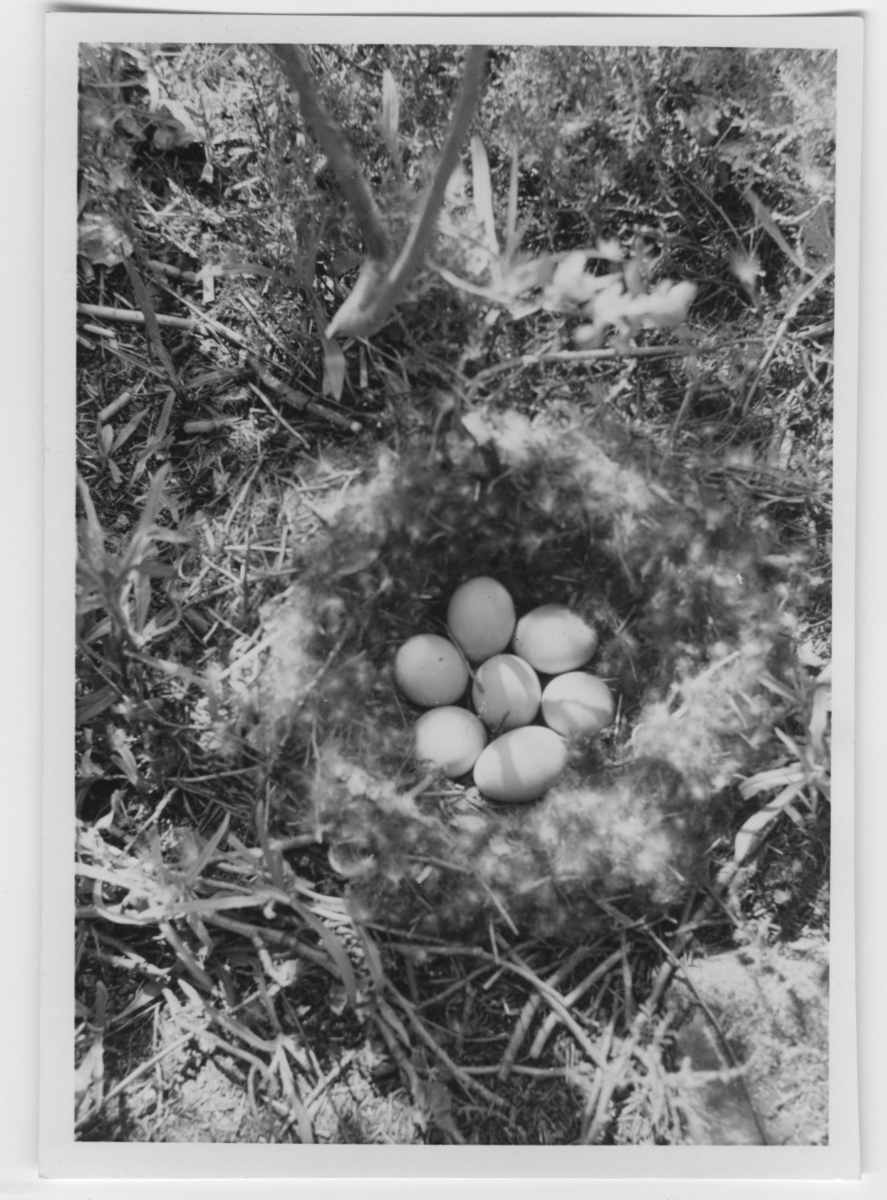 'Bo med 7 ägg. ::  :: Ingår i serie med fotonr. 4354-4365.'