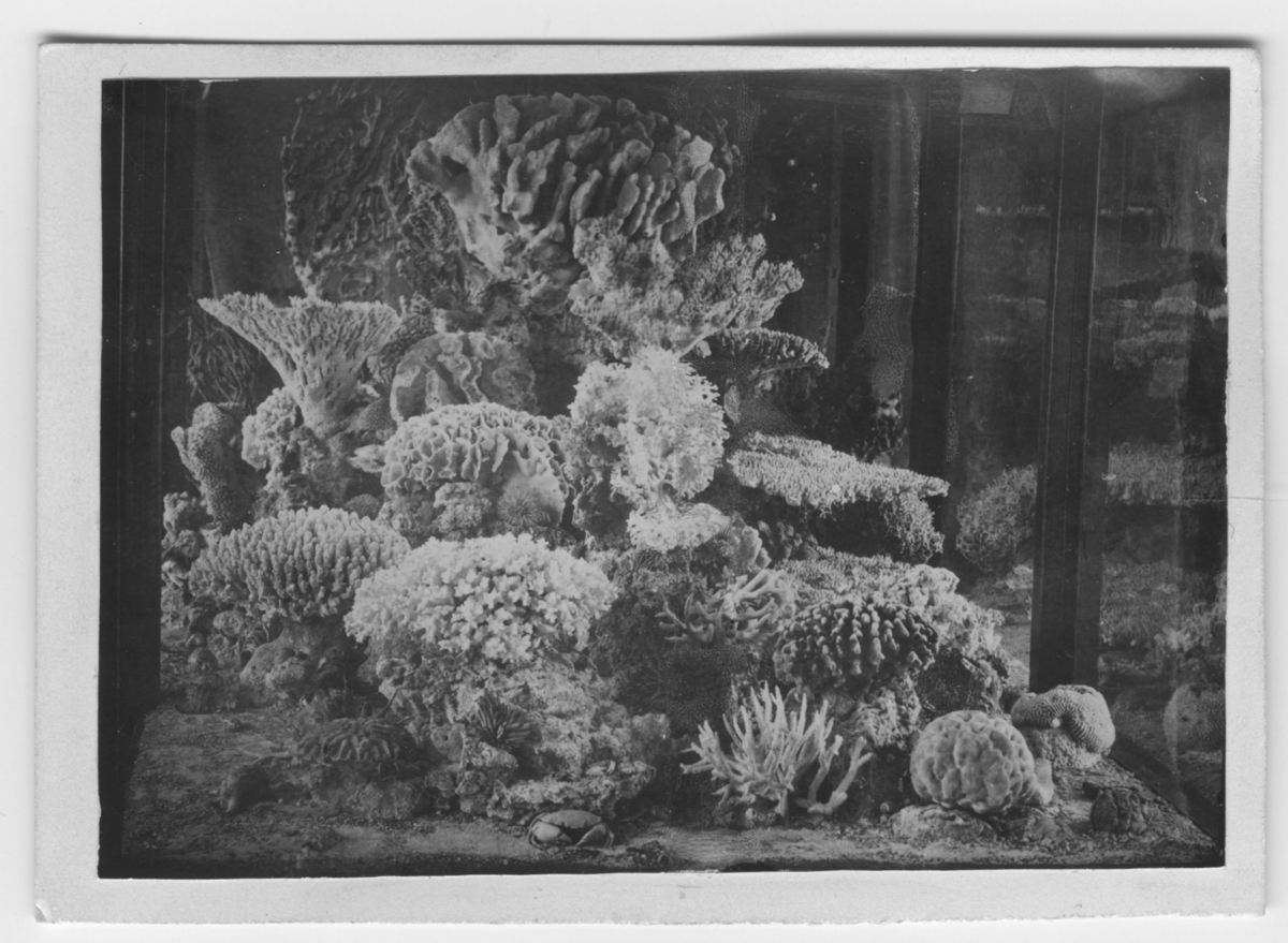 'Ett antal koraller i en monter. ::  :: Ingår i serie med  fototnr. 5680:1-23.'