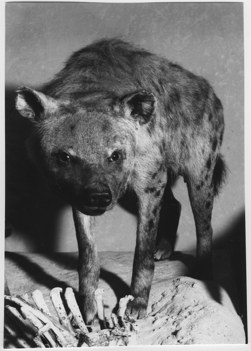 'Bilder från Göteborgs Naturhistoriska museum tagna som övningsuppgift av fotografer på Göteborgs Stads yrkesskolor: ::  :: Fläckig hyena sedd framifrån. I monter nr. 18 i däggdjurssalen (år 2007). ::  :: Ingår i serie med fotonr. 6953:1-53.'