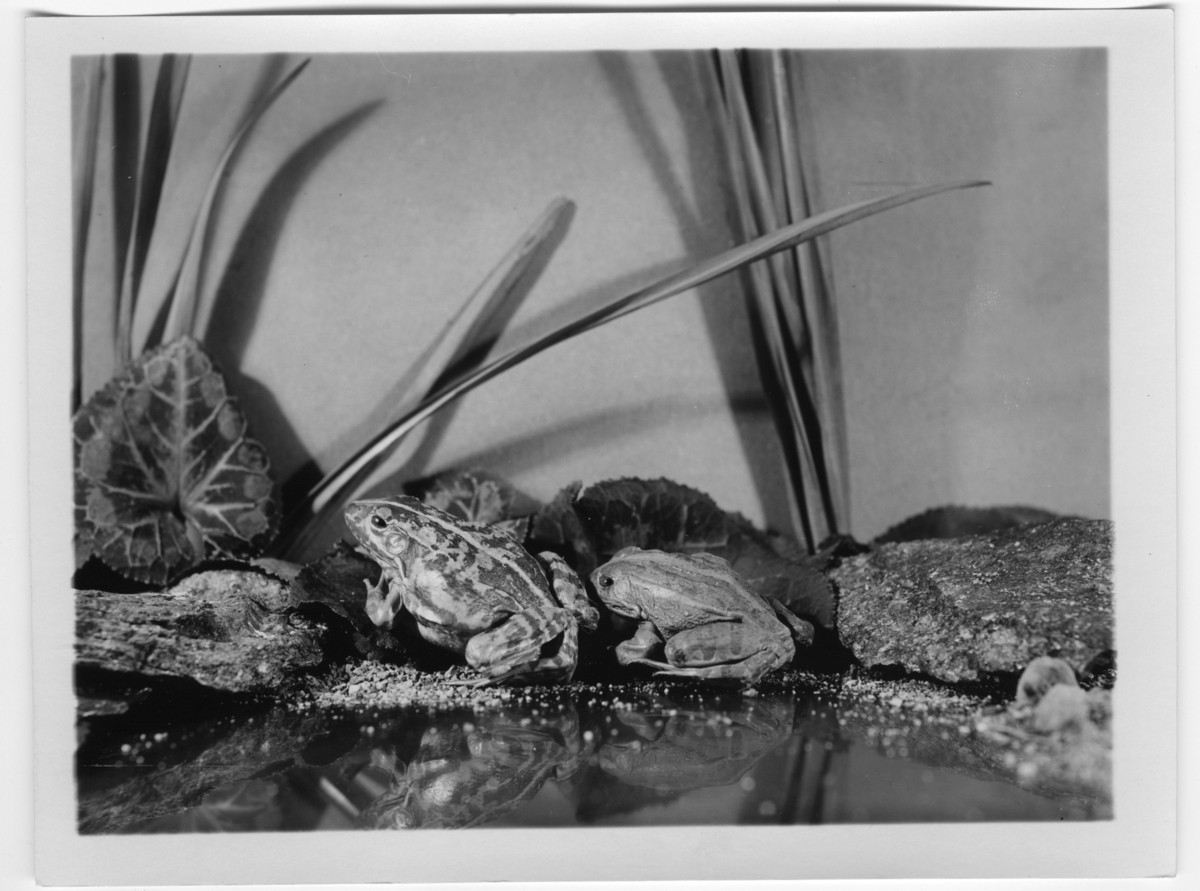 '2 grodor. ::  :: Ingår i serie med fotonr. 7015:1-91 med bilder av reptiler från Otto Cyréns samling.'