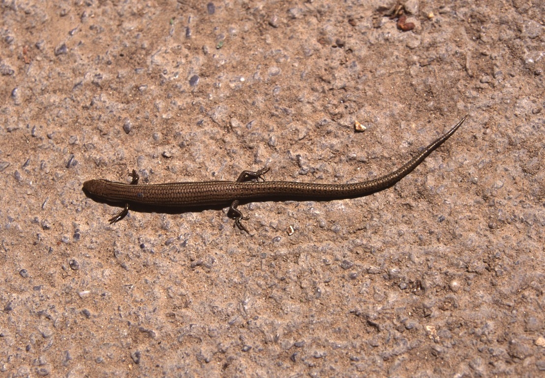 Ablepharus pannonicus Naturhistoriska Museum / DigitaltMuseum