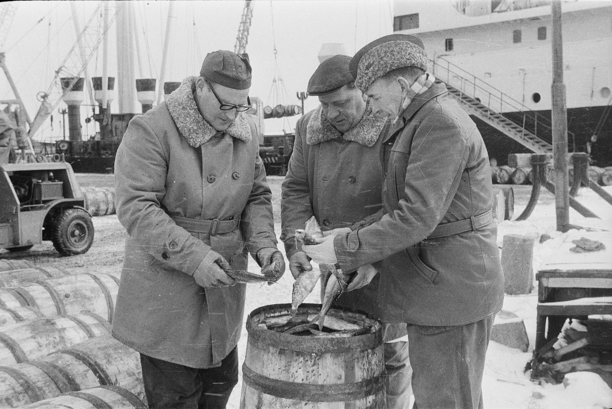 Kontroll av islandssill