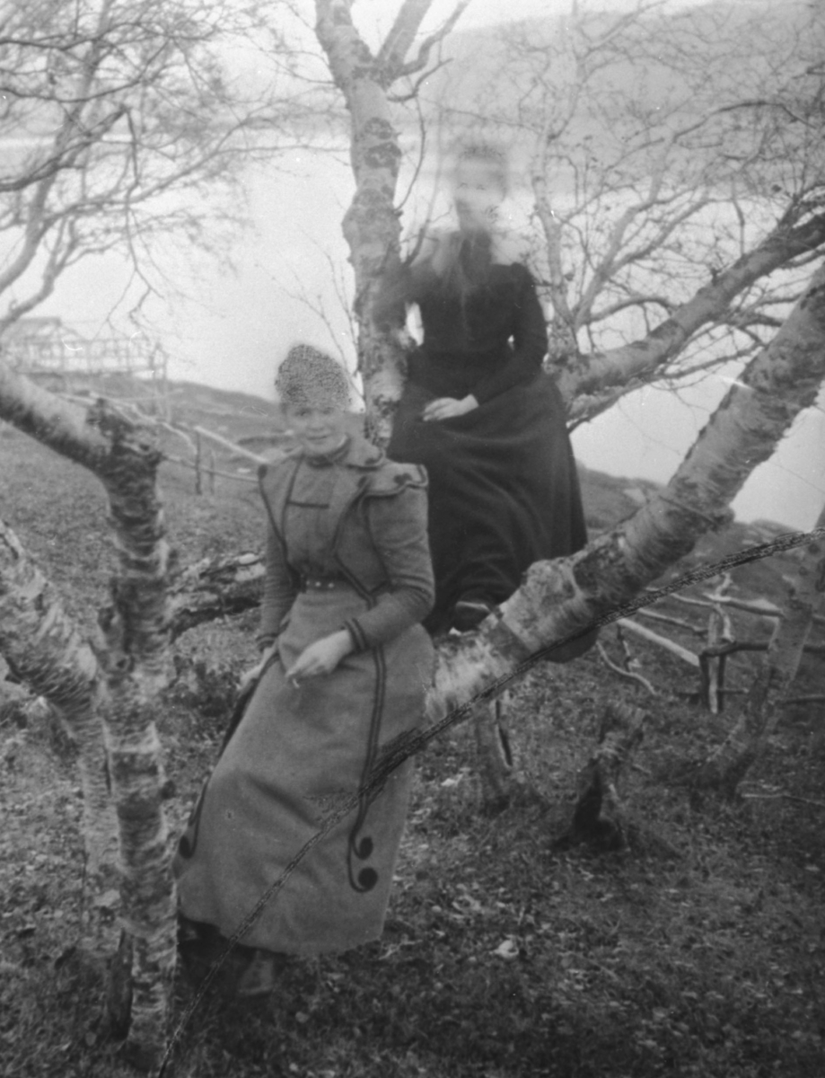 To kvinner fotografert oppe i et bjørketre på Langnes i Tana