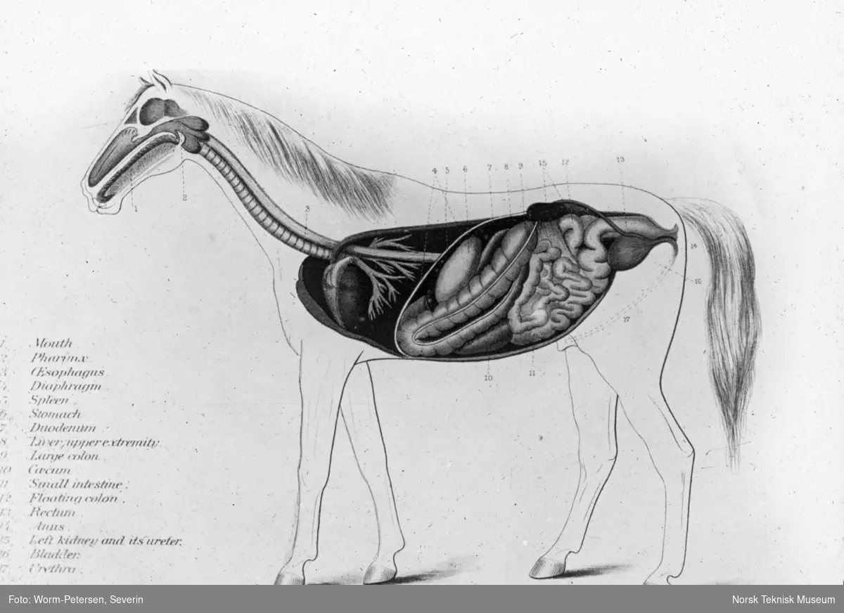 Skjematisk tegning av hestens fordøyelsesorganer