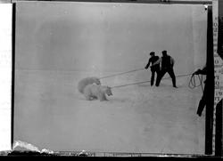 Fanging av bjørn (ishavsekspedisjon)