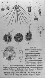 Prof. Bonnevie (30 + 1 feil)