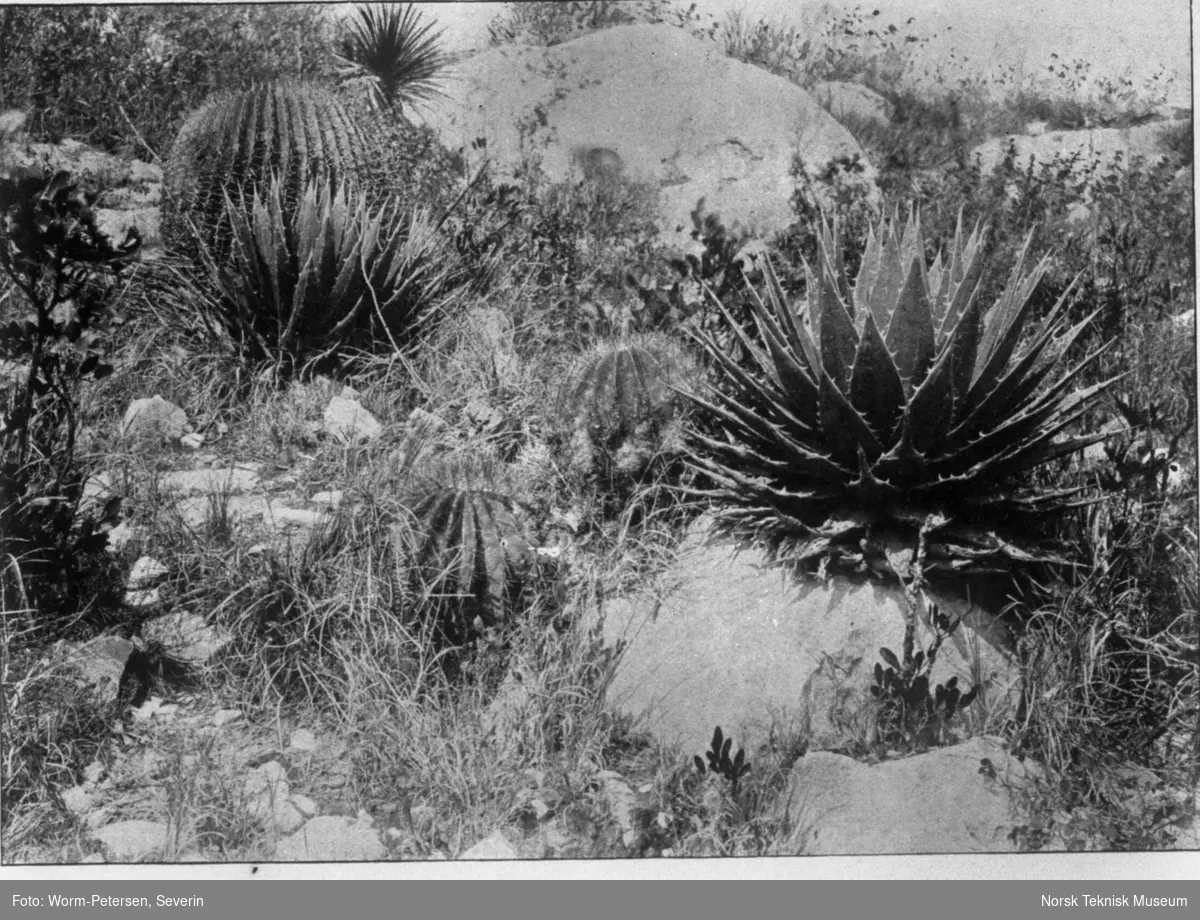 Planter og kaktus i Mexiko