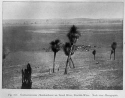 Plantegeografie. Hanna Resvoll-Holmsen 23/3 22.