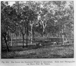 Plantegeografie. Hanna Resvoll-Holmsen 23/3 22.