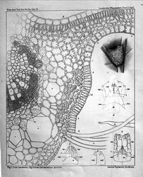 Plantens ernæring o.a. botan.