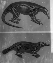 Anatomisk figur, skjelett av to ukjente dyr