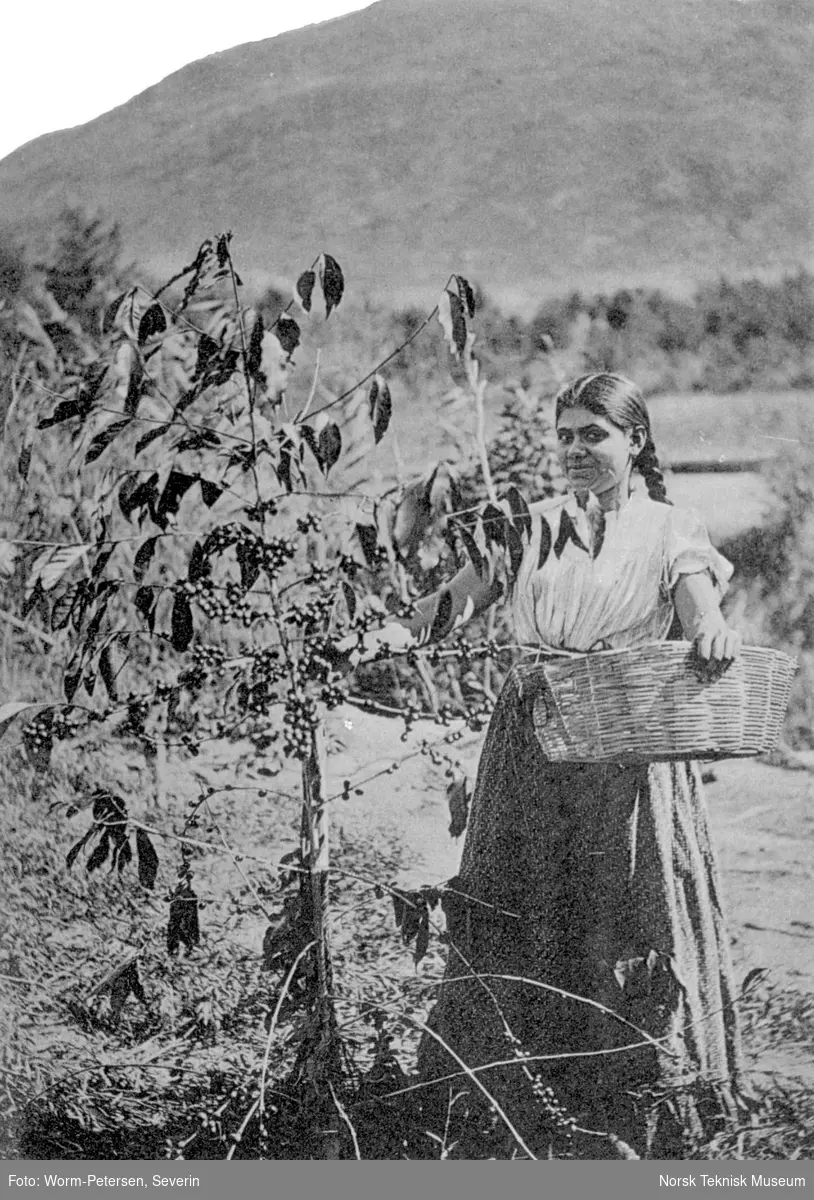 Innhøsting av bær, Guatemala
