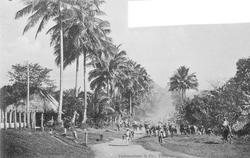 Innhøsting, Guatemala