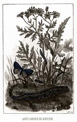 Advarselsfarger, dyr