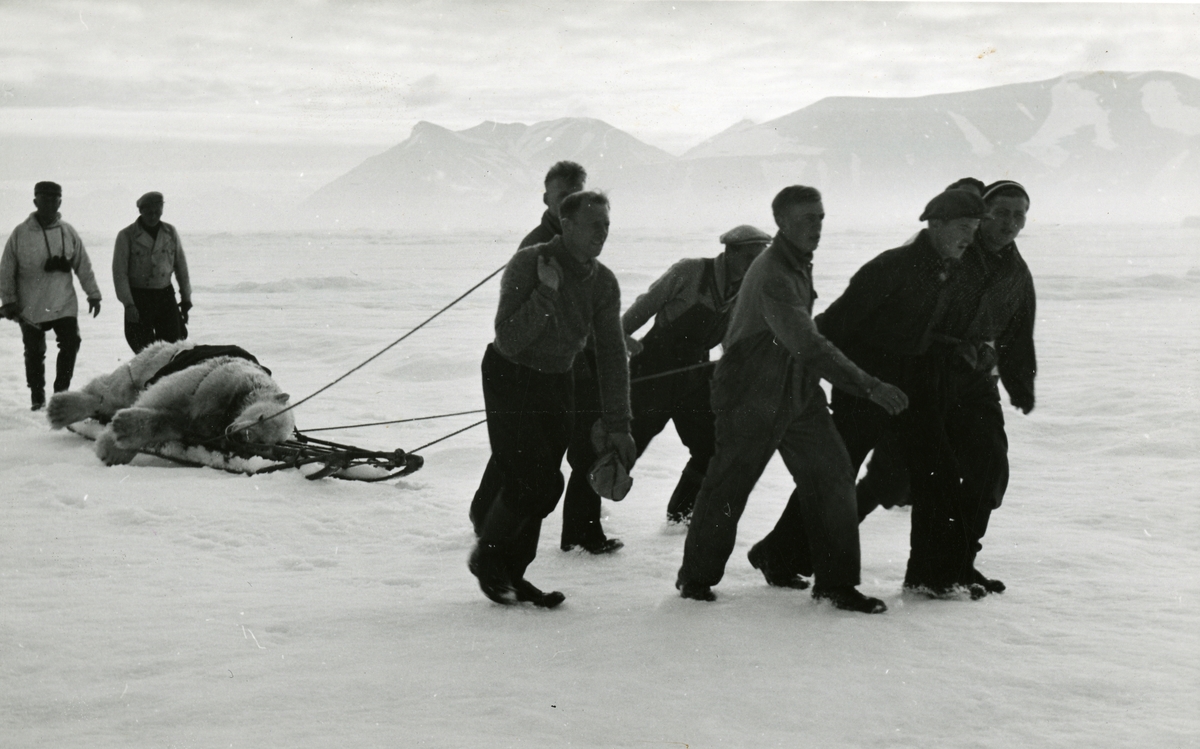 Grønlandsekspedisjon med M/S Polarbjørn i 1939. En drept isbjørn trekkes på slede over isen til skipet.