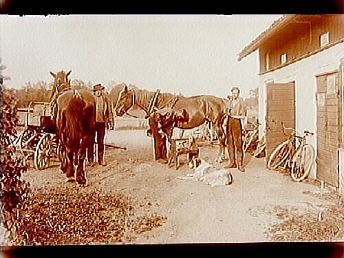 Stallbyggnad, en hovslagare som skor en häst, 2 st hästar och en stor hund, 3 personer.
Hovslagare Ivar Engström