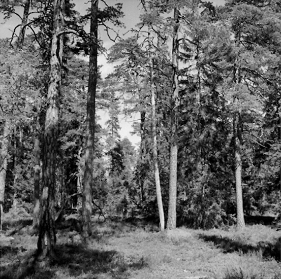 Skogsområde. Glanshammars Häradsallmänning. - Örebro läns museum ...