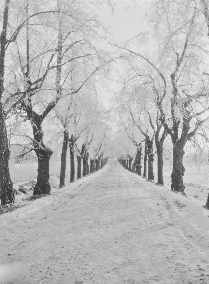 Lindealléen på Linderud gård sett i retning fra hovedhuset. Veien og trærne er dekket av snø og rimfrost.