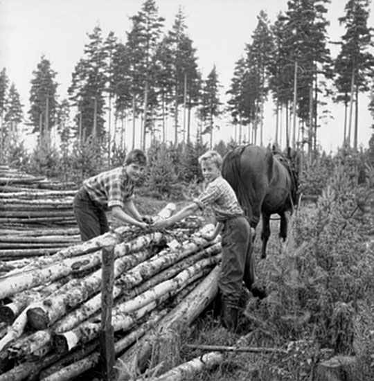 Lägret i Sikfors, timmerkörning med häst, två pojkar.