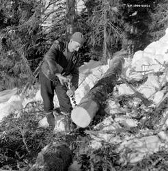 Øying av en granstokk med henblikk på hankekjøring.  Skogsar