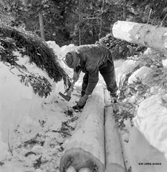 Skogsarbeider Kristoffer Kronberget fra Vestre Gausdal slår 