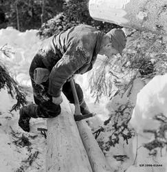 Skogsarbeider Kristoffer Kronberget fra Vestre Gausdal slår 