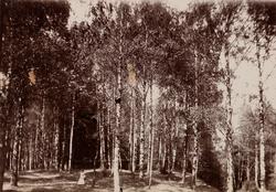 "Berger". En kvinne i skogen ved grosserer Berger sitt hus.