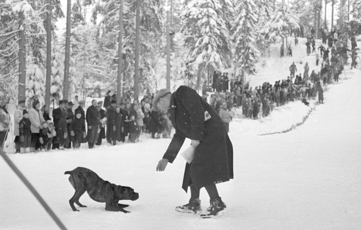 Landsrennet for gutter, hopprenn arrangert av Hamarkameratene 8.februar 1948. Skirenn, hopprenn, "Bikkja i bakken"