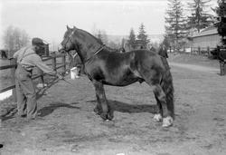 Mann og hest. Hingsten "Holsborn".