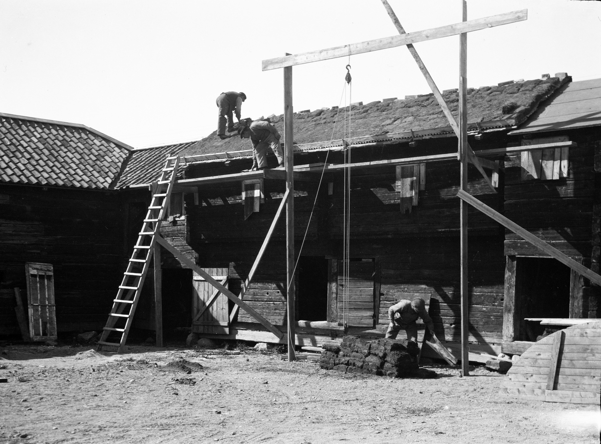 Läggning av torvtak på loftbod på Gränbygården, friluftsmuseet Disagården, Gamla Uppsala 1930 - 1931