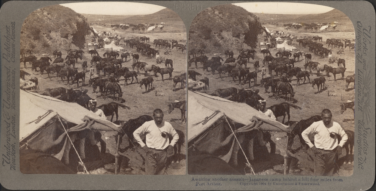 Stereobild av hästar i Japanskt läger, bakom kullarna, Port Arthur.