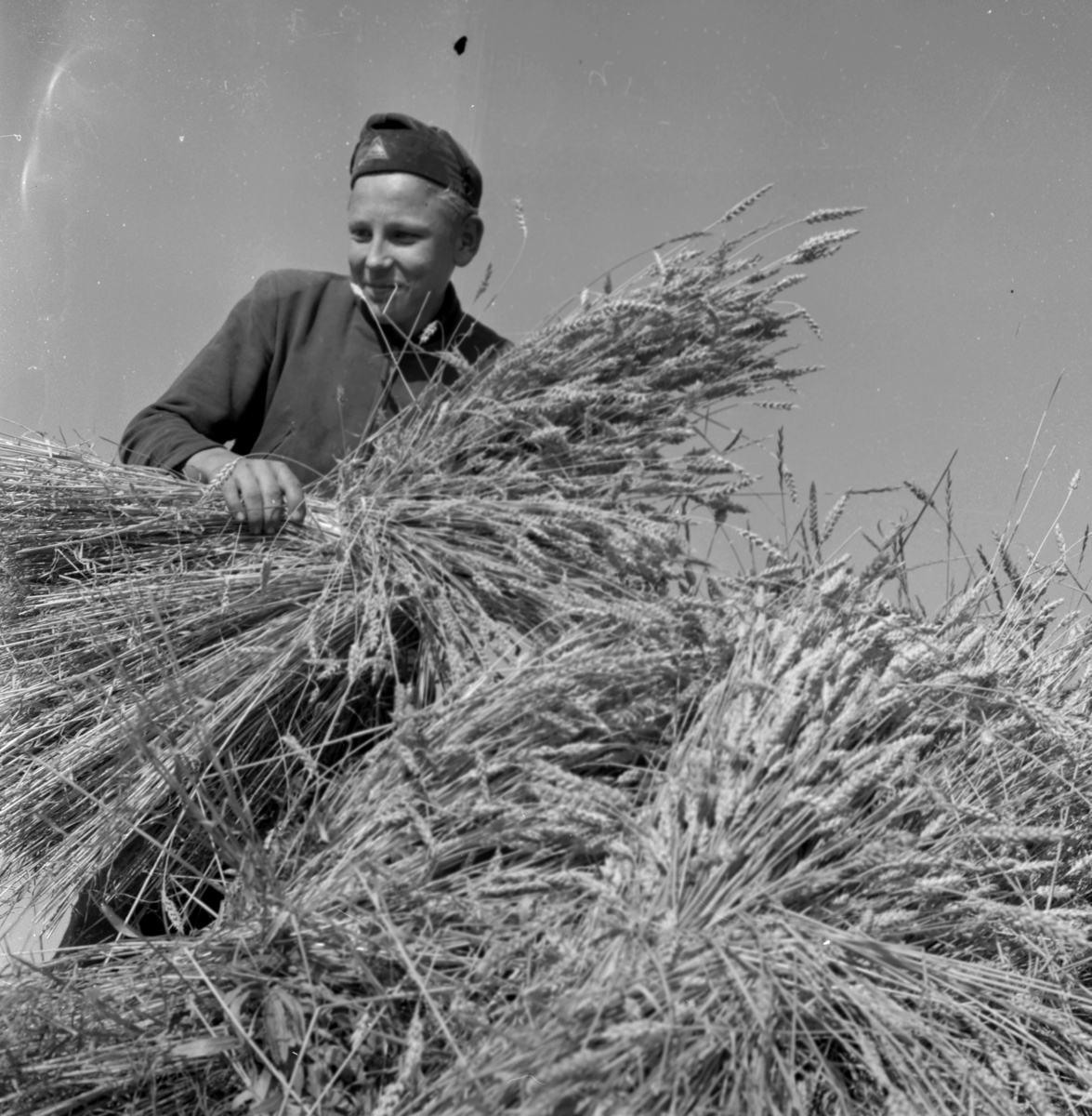Skördereportage.24 augusti 1955