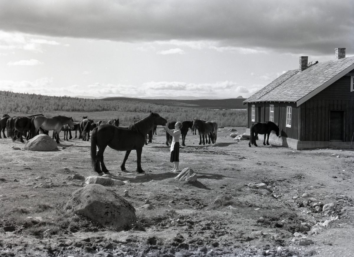 Hesteslipp på Lenningen, Etnedal kommune. Rundt 1960.