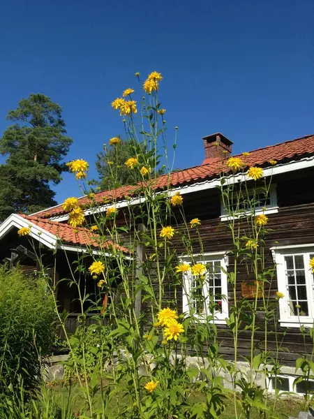Blomstene foran Storbråtenhuset. Foto/Photo