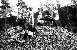 Tjæremile i Dividalen, Høgskarhus ca 1925