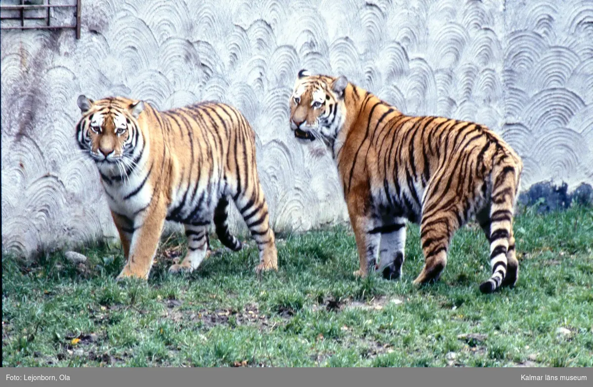 Tigrar på Ölands djurpark.