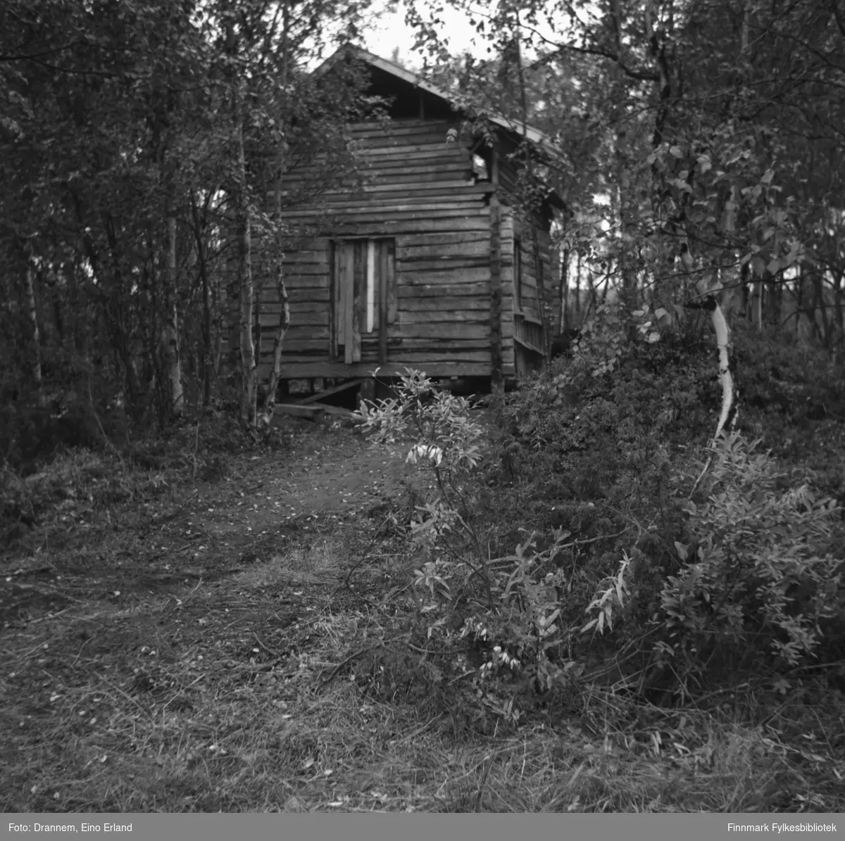 En hytte står i skogen i Neiden. Det kan være familien Drannems hytte.
