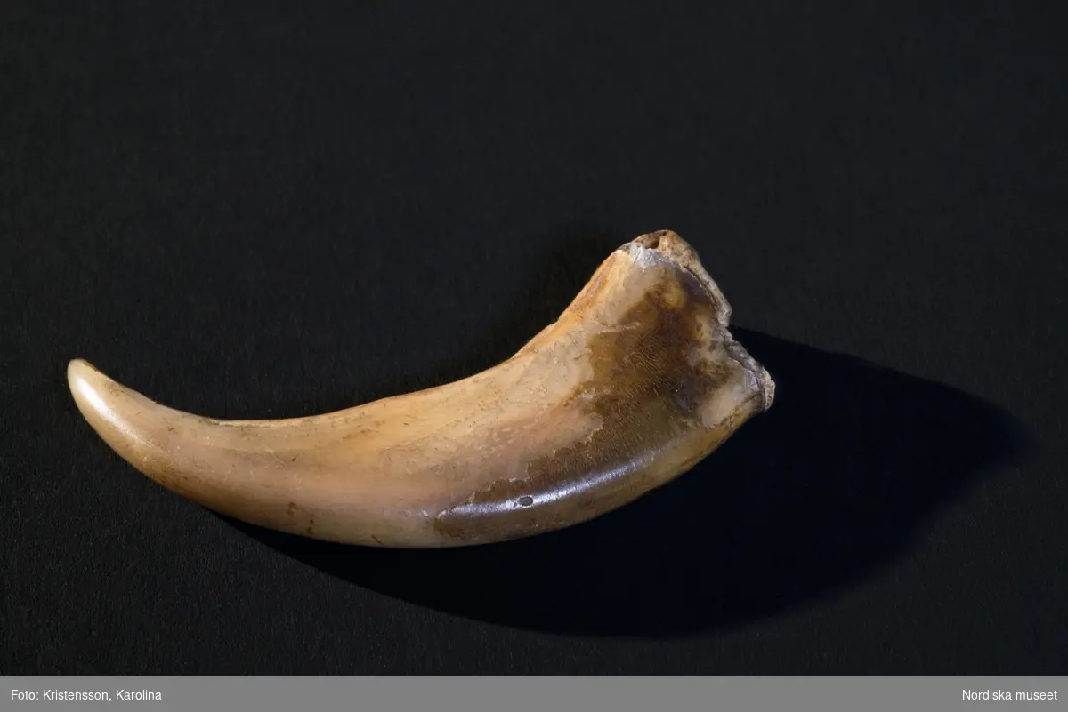 Kapten Elins trolltyg, som består av en mjölkhare, ett kohorn, en hönklo, en döskalle, en björnklo, en bit skallben och eventuellt en tand. NM.0159384 t.o.m. NM.0159389.