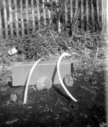 Beinrester fra Hollberg-hvalen på Smøla. Fra høyre: 1.) Mell