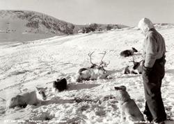 Postkort ";S.9/324"; med motiv av en flokk rein som hviler u