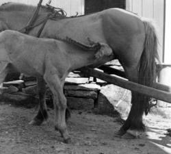 Foto av en hest sammen med et føll, muligens på et gårdsbruk