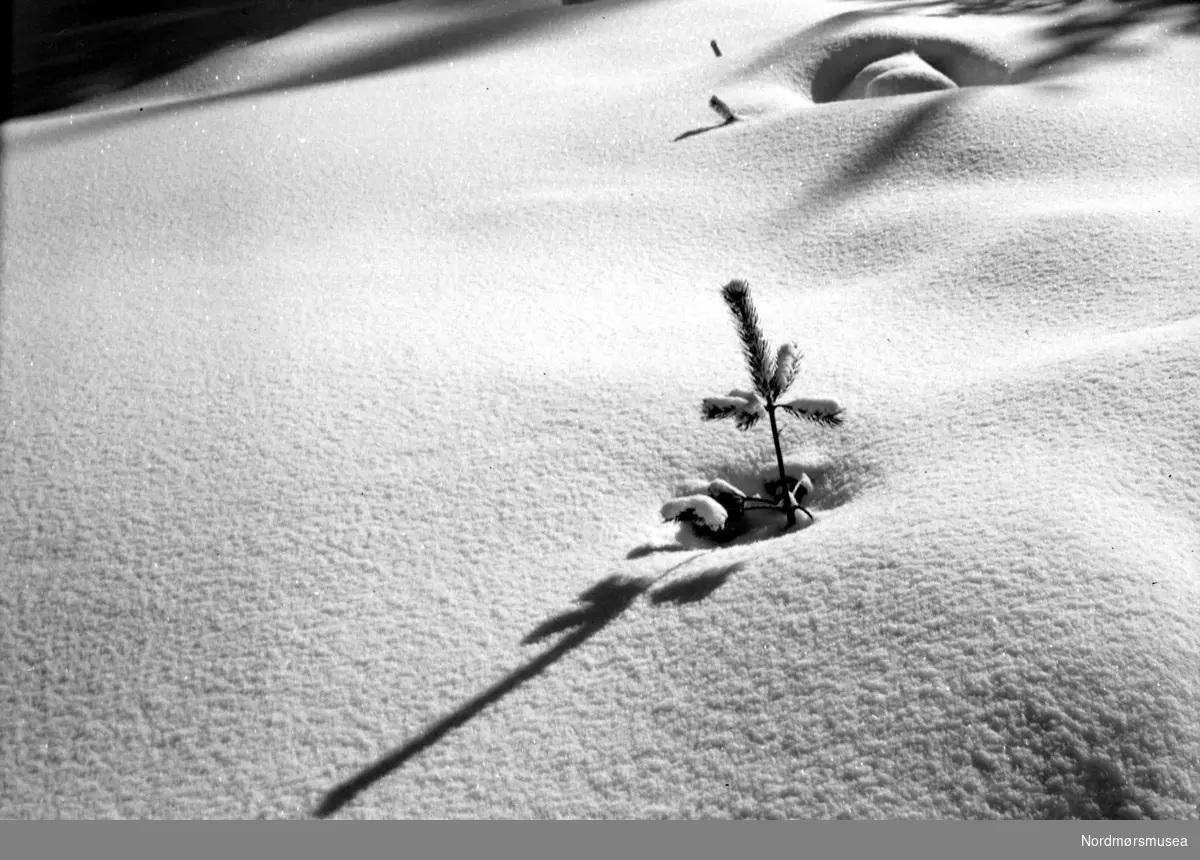 Snødekt slette, hvor vi ser et tre spire opp gjennom snølaget på bakken. Ukjent hvor, men kan muligens være fra Trollheimen i Sunndal kommune, etter påskrift på konvolutt. Datering er ikke kjent, menkan trolig være fra tiden omkring 1950 til 1960. Fra Nordmøre museums fotosamlinger.
