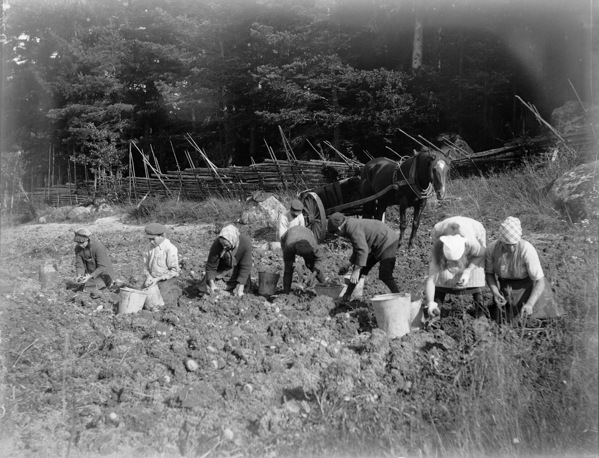 Potatisplockning i Sävasta, Altuna socken, Uppland 1920