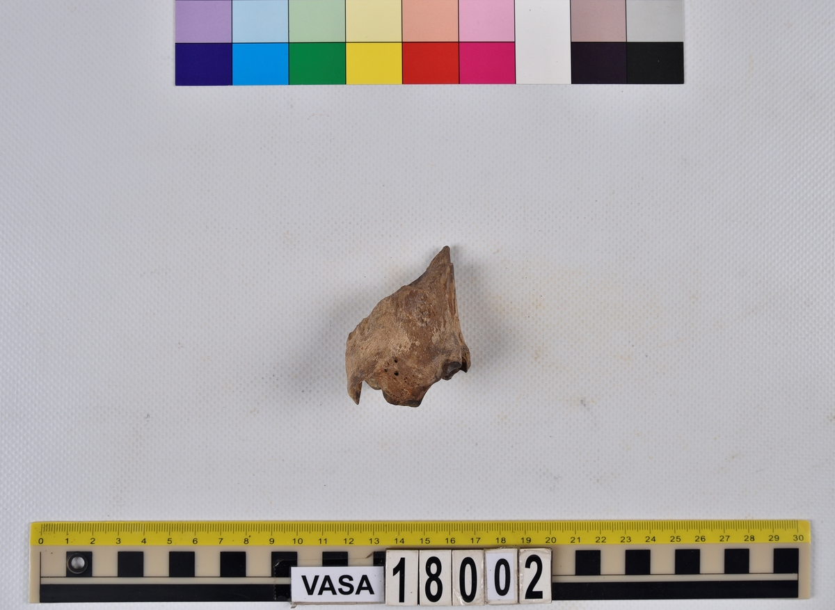 Ben från nötkreatur (Bos taurus).
1 st. första halskotan (atlas).
1 st. fragment av första halskotan (atlas).
1 st. andra halskotan (epistropheus).
1 st. fragment av andra halskotan (epistropheus).
1 st. halskota (vertebrae cervicale).
2 st. del av halskota (vertebrae cervicale).
2 st. del av bröstkotor (vertebrae thoracale).
1 st. del av ländkota (vertebrae lumbale).
1 st. sista ländkotan (vertebrae lumbale).
1 st. revben (costae).
1 st. överarmsben (humerus).
2 st. strålben (radius).
1 st. del av lårben (femur).
3 st. delar av skenben (tibia).
3 st. skulderblad (scapula).
1 st. del av korsben (os sacrum).
2 st. nackdelar (occipitale).
1 st. komplett vrist: hälben (calcaneus med en lös ledyta), språngben (astragalus), fotrotsben (centrotarsale).